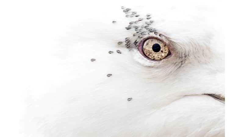 Rebecca Nason won the overall competition with this photo of a Kumlien's gull.