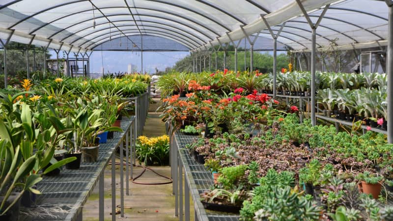 Flowers to sell at fairs across the city are grown in the vast greenhouse at the top of El Morro.