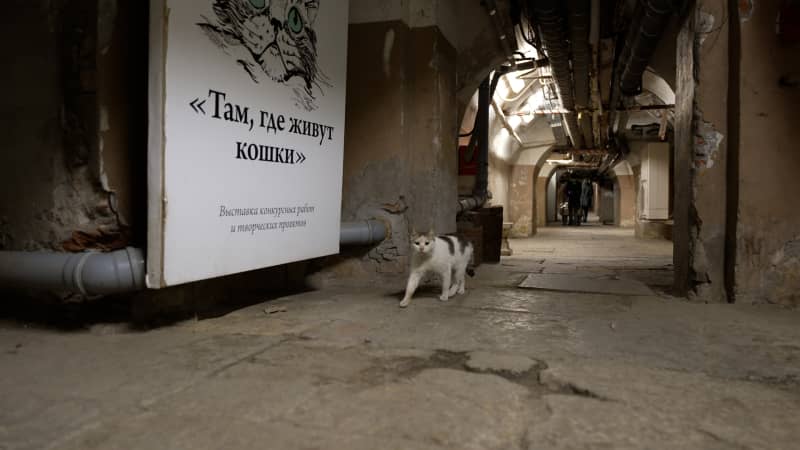 A cat prowls the basement of the museum, looking for mice.