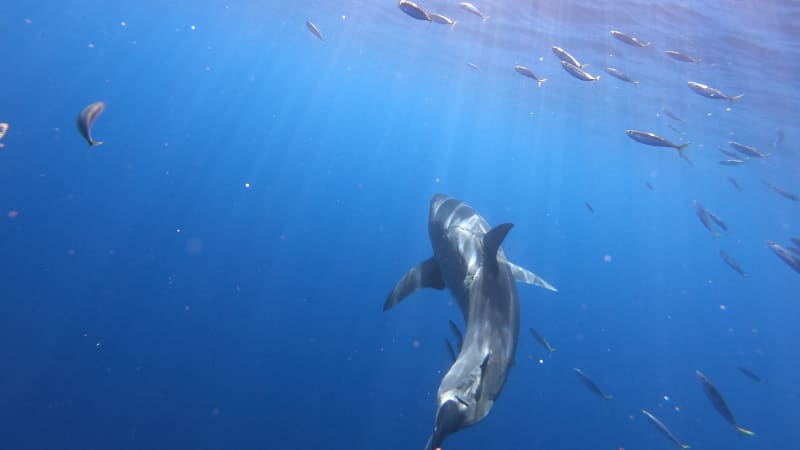 Najafov's photo of the great white shark has attracted widespread attention.