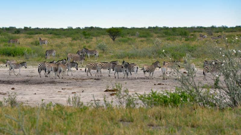 Each year, thousands of zebras make a 500-kilometer trek across a remote region of Botswana.