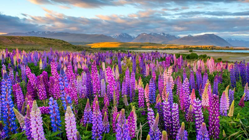 New Zealand ranked No. 10 on the world's happiest countries list. Here, Lake Tekapo's famous lupins bloom on New Zealand's South Island.
