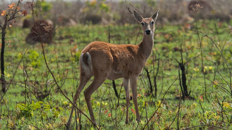 Pampas deer are one of the many animals that live in Emas National Park.