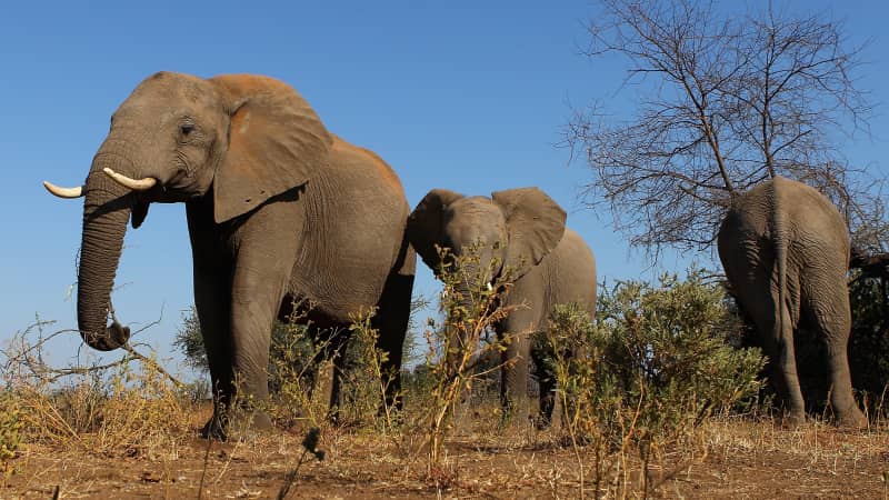 A herd of elephants is spotted in eastern Botswana. The southern African nation is now at Level 3.