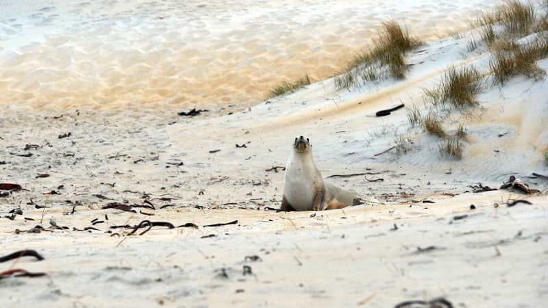 Sea lions are returning to New Zealand's mainland after being hunted to near extinction. 