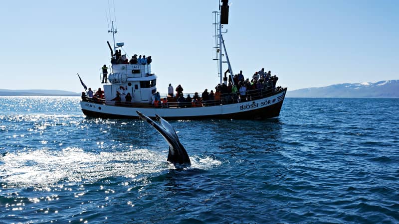 Tourism workers say whaling damages Iceland's reputation.