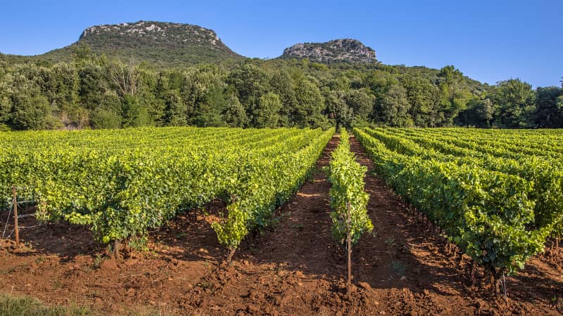Languedoc-Roussillon became part of Occitanie in 2016. Vineyards cover part of the landscape.