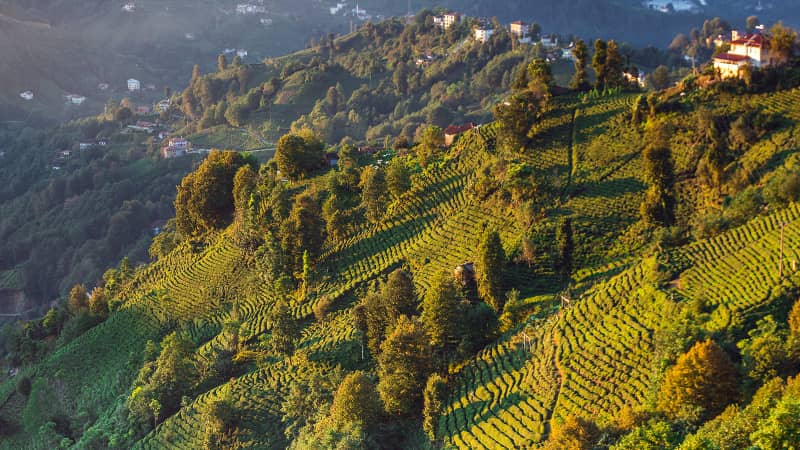 Much of Turkey's tea comes from the lush plantations of Rize province. 