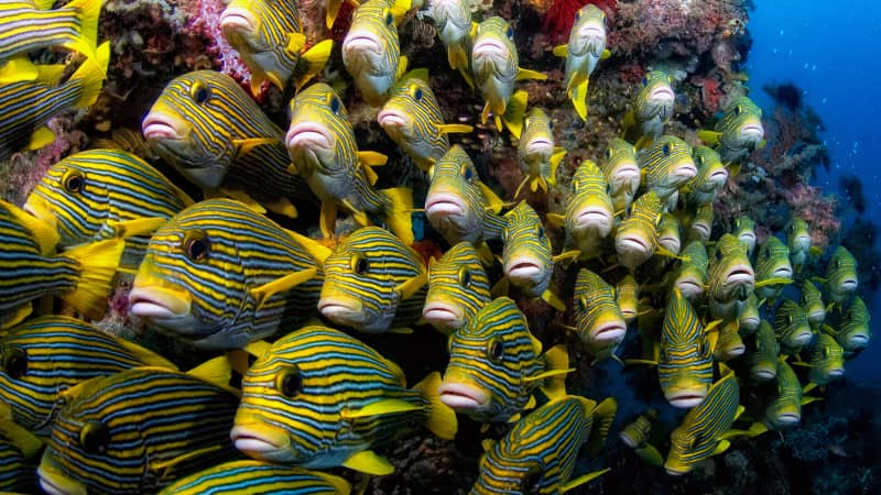 Raja Ampat, often dubbed "the last paradise on Earth," is famed for its rich marine biodiversity.