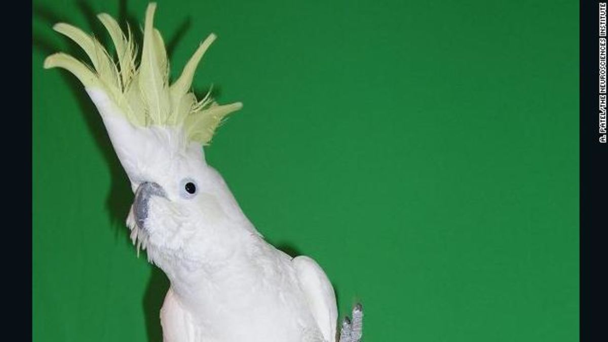 Snowball the cockatoo learned 14 dance moves on his own, researchers say |  CNN