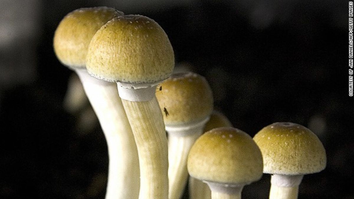 Magic mushroom' chemical may help cancer patients