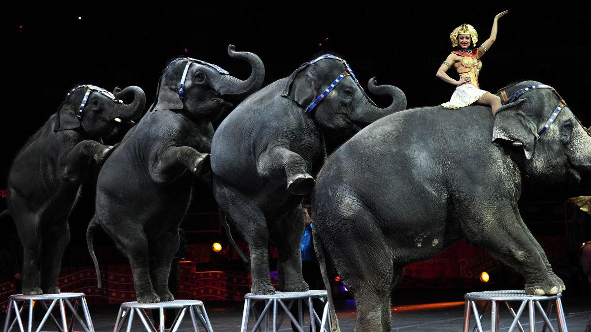 Ringling Bros. circus elephants perform last show | CNN