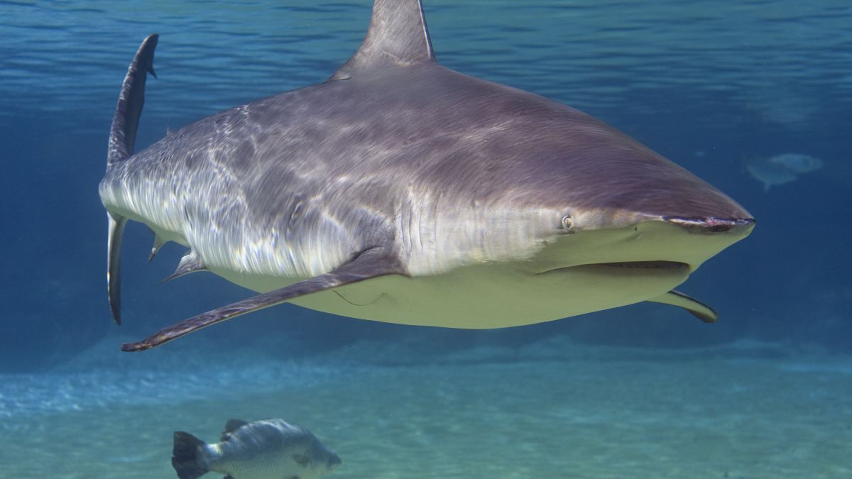 Florida Is The Shark Attack Capital Of The World Again Cnn