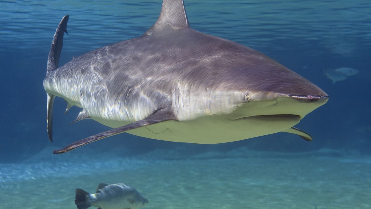 Bull Shark vs. Great White Identification