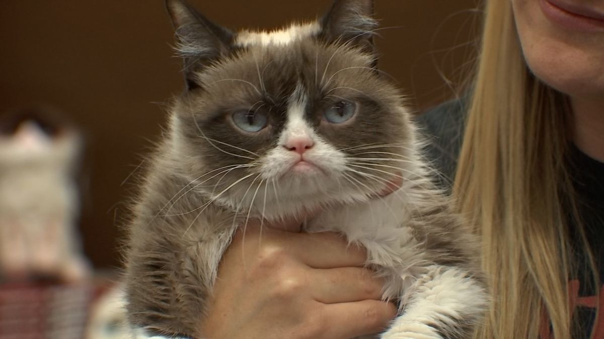RIP Grumpy Cat: The Science Behind The Feline's Famous Frown