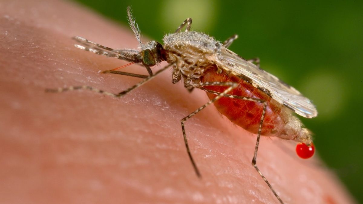 The world's deadliest animal is ... ? | CNN The world's deadliest animal is ... ? | CNN