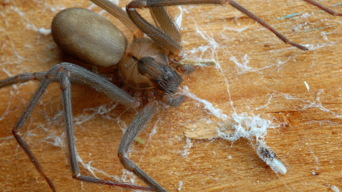 Brown recluse spider bite led to leg being amputated, woman says