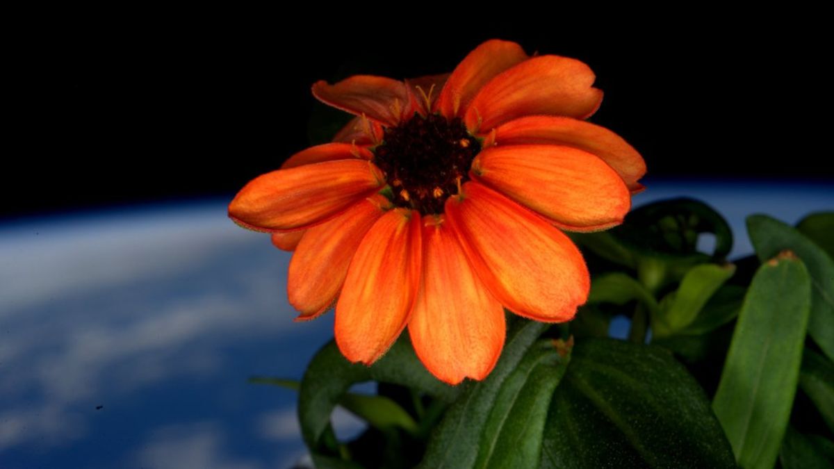 formal alquiler Comida sana Astronauts grow first zinnia flower in space | CNN
