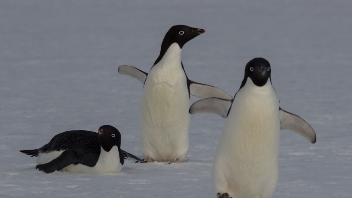 Thousands Of Penguins Die After Iceberg Traps Colony Cnn