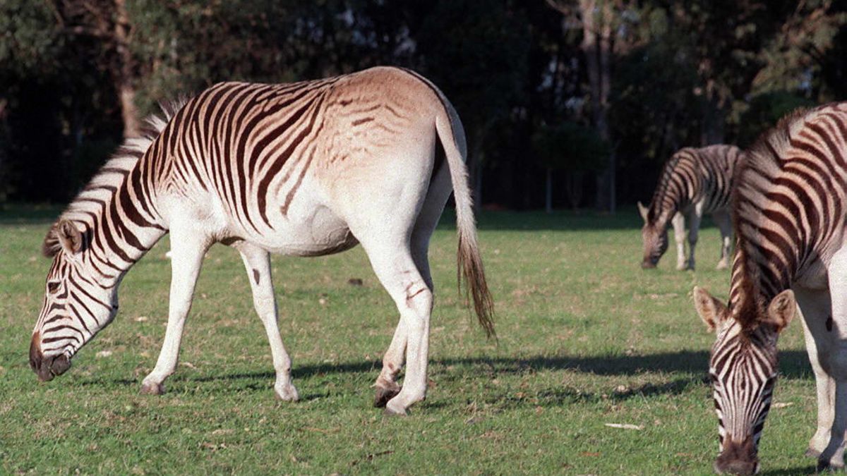 Zebra cousin went extinct 100 years ago. Now, it's back