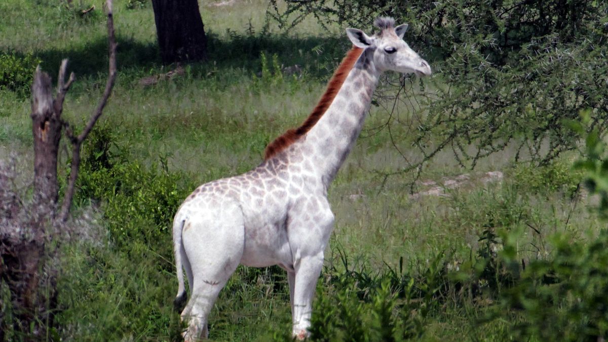 Stunningly Rare Albino Animals - Albino Giraffe animal