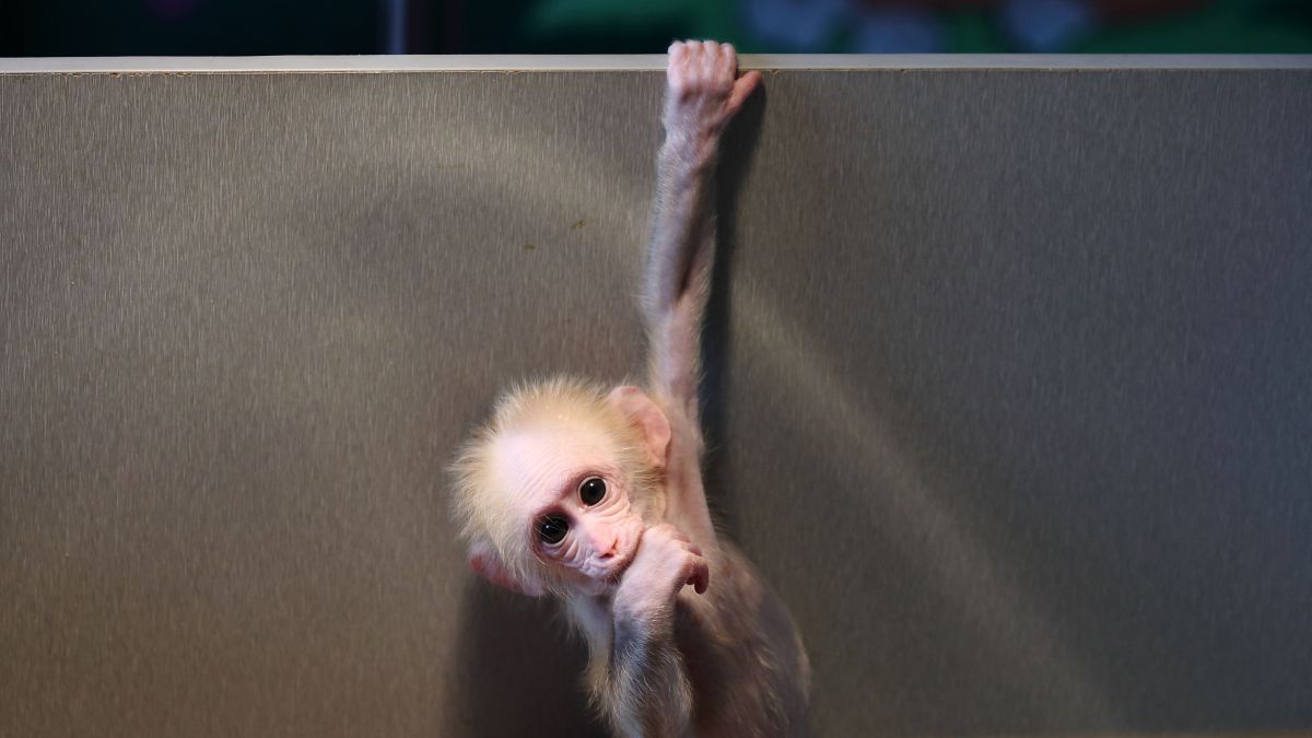 Chinese scientists create monkeys with autism gene