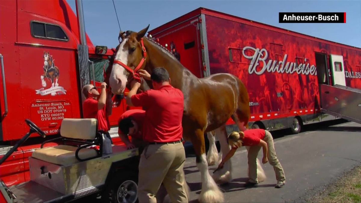 Super Bowl 2018: Budweiser's Clydesdales get special online ad