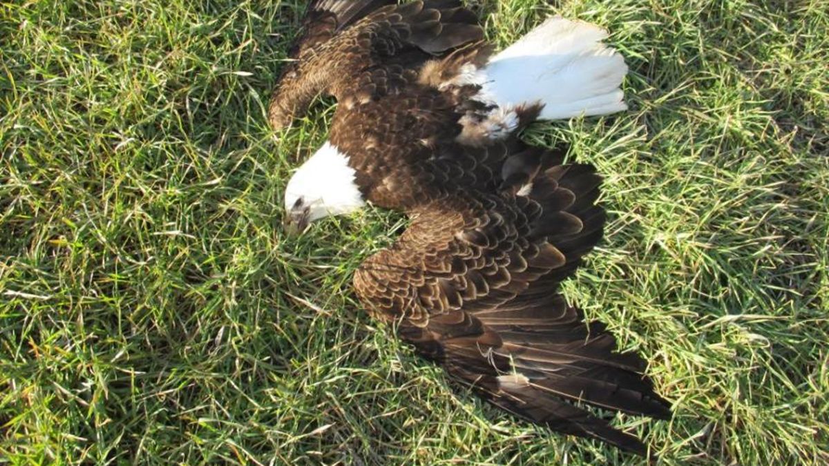 Bald Eagles Found Dead In Maryland