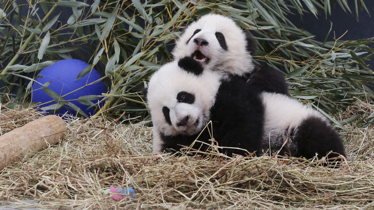 Toronto Zoo S Twin Giant Panda Cubs Named Cnn Video