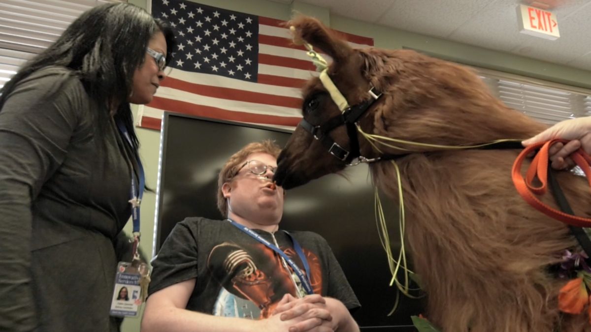 Pet Therapy Let A Llama Take Your Troubles Away Cnn