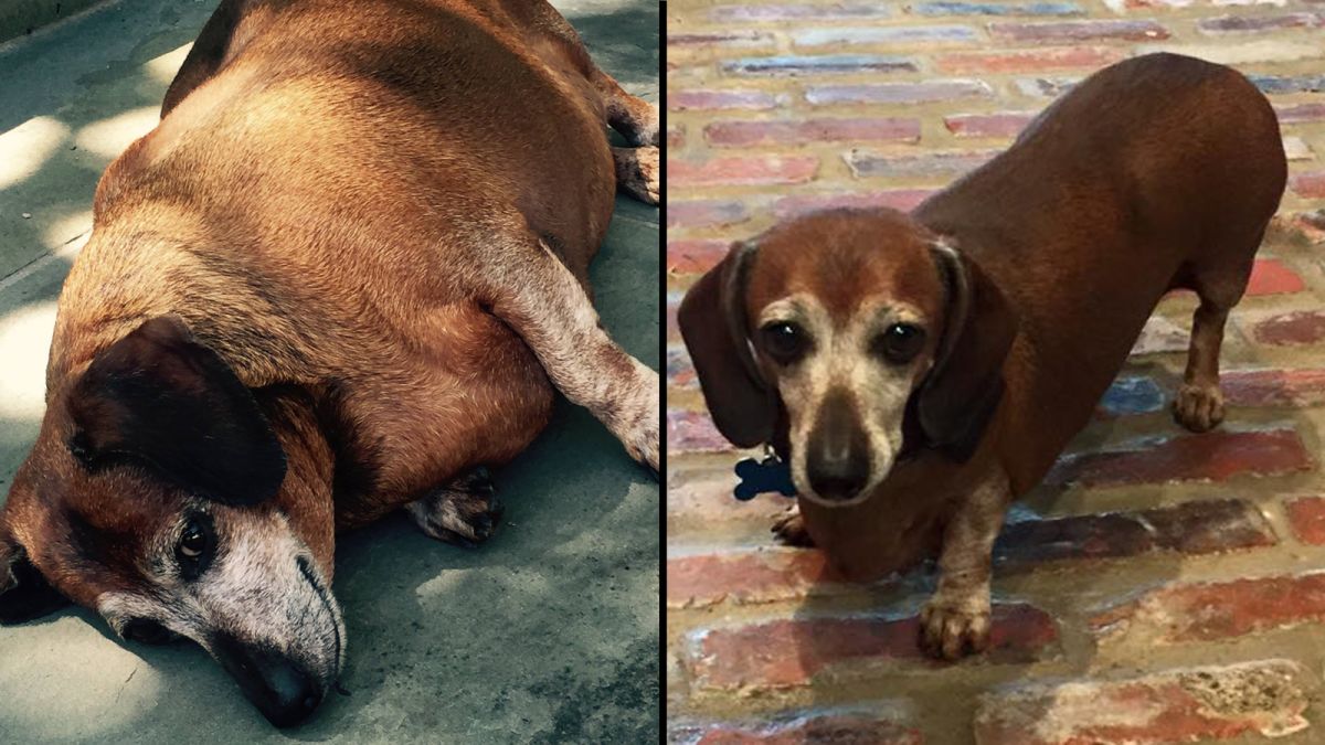 From Chunk To Hunk Dog Loses Half His Body Weight Cnn