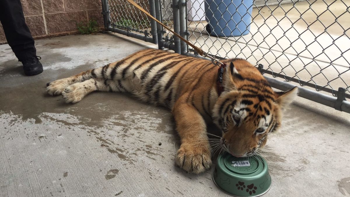 Tiger found wandering in Houston suburb - CNN Video