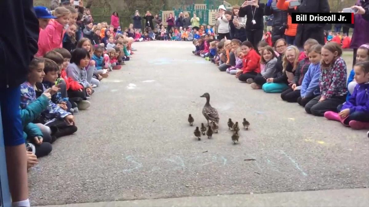 Mother Duck Leads Her Ducklings Through School Hallways Cnn Video