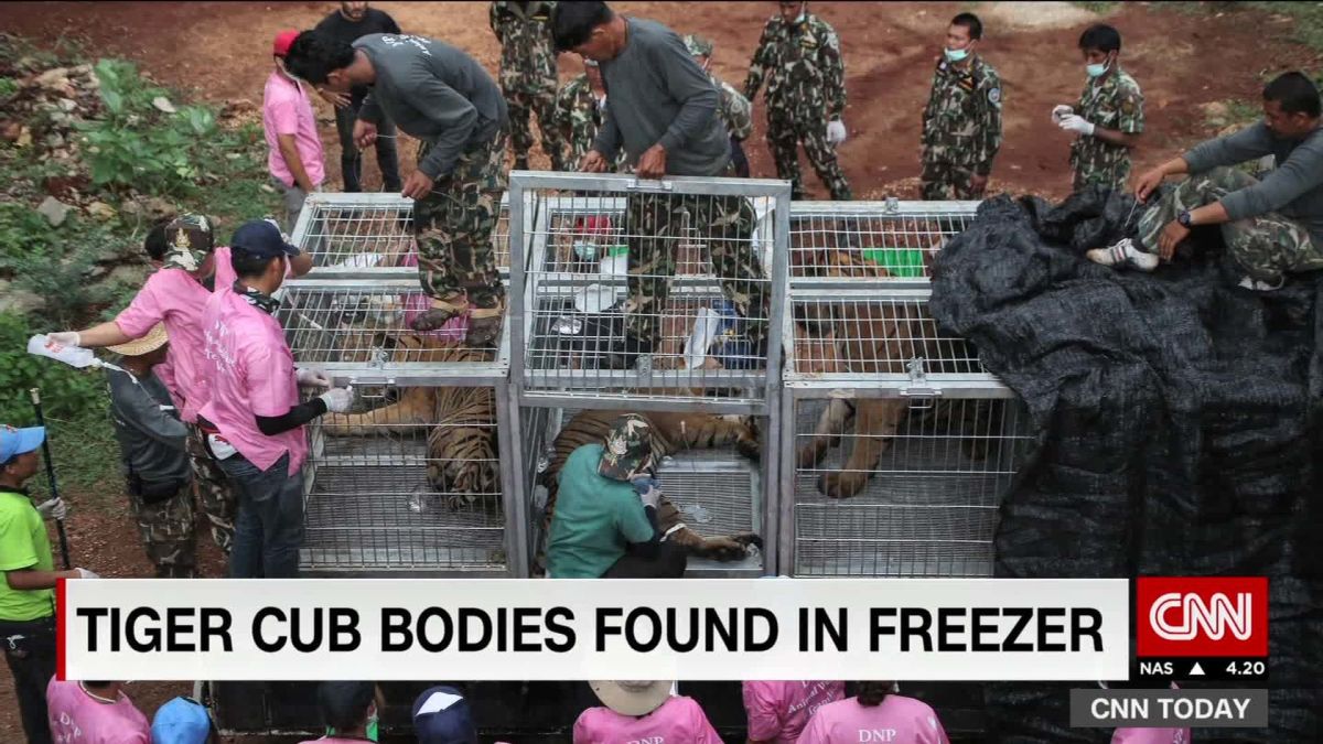 Bodies of 40 tiger cubs found in Thai temple freezer