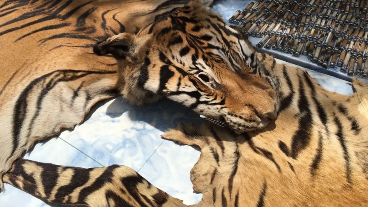 40 dead tiger cubs found in Thai temple freezer