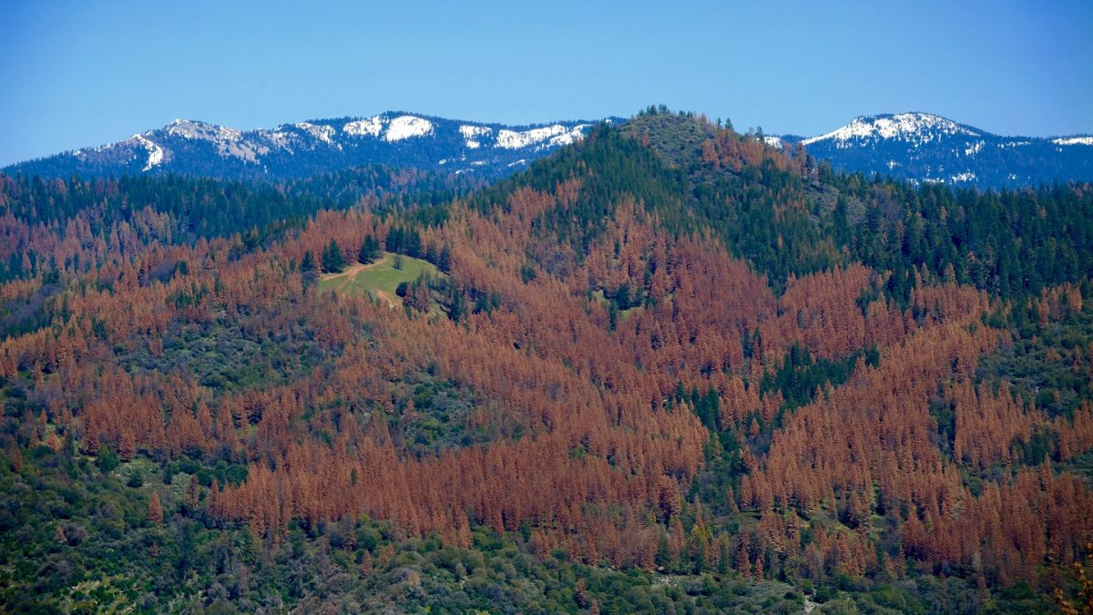 66 million dead trees contribute to fire hazard in California | CNN