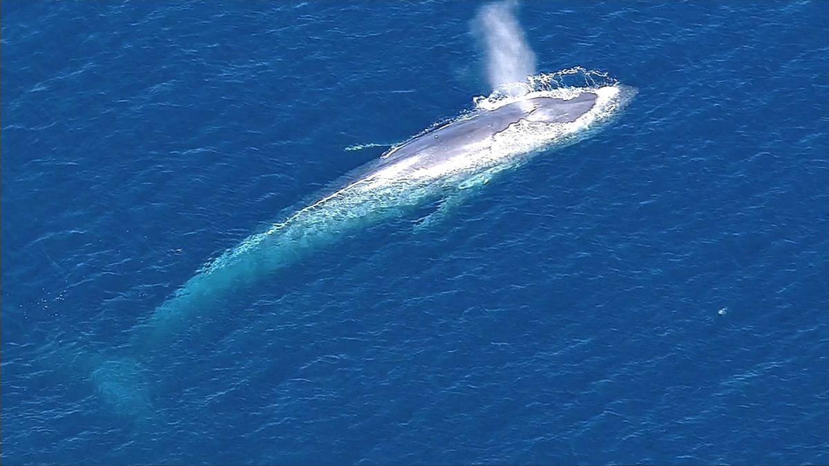 Blue whale entangled in fishing gear | CNN