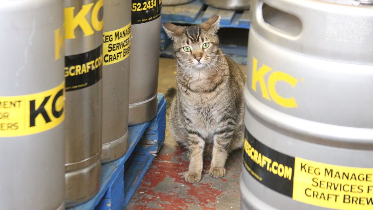 Trapping Feral Cats - Pest Control Technology