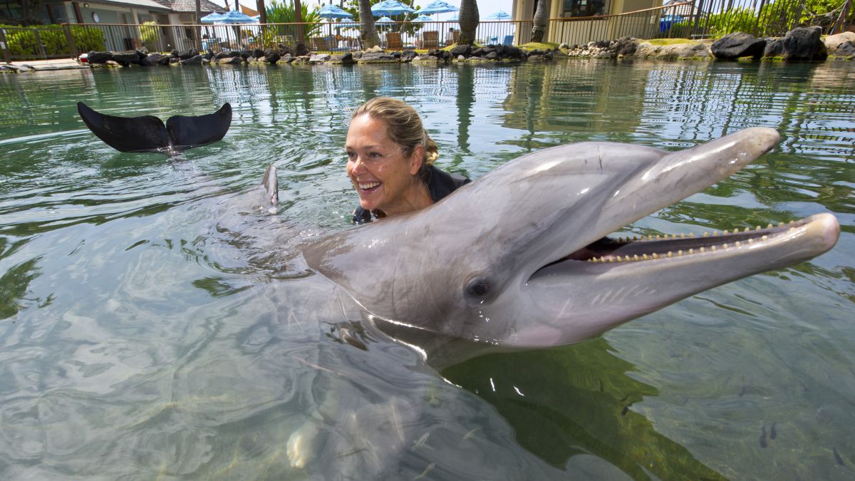 Why Swimming with Dolphins was Banned in Hawaii - Hawaii Travel Guide