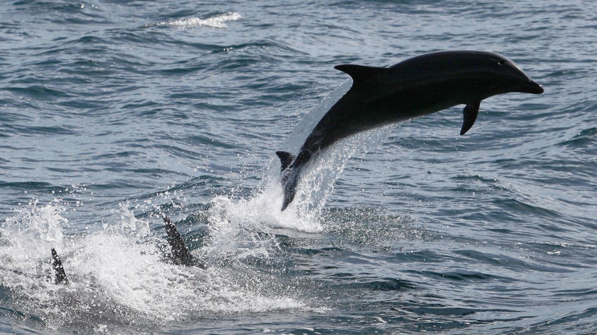 Dolphins That Remind Us Never To Stop Playing