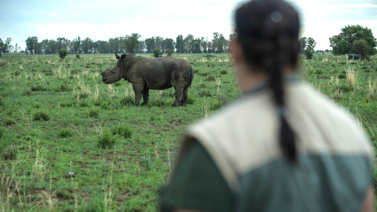 Fake rhino horn invented to ruin poachers' market