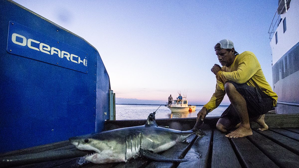 Researchers make historic catch: Shark babies off Long Island