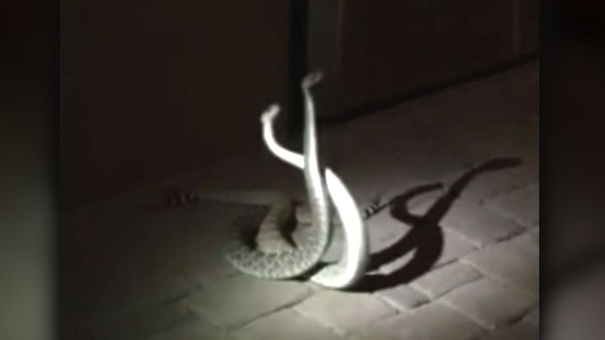 Reptile Girl Porn - Duel between two rattlesnakes caught on camera - CNN Video