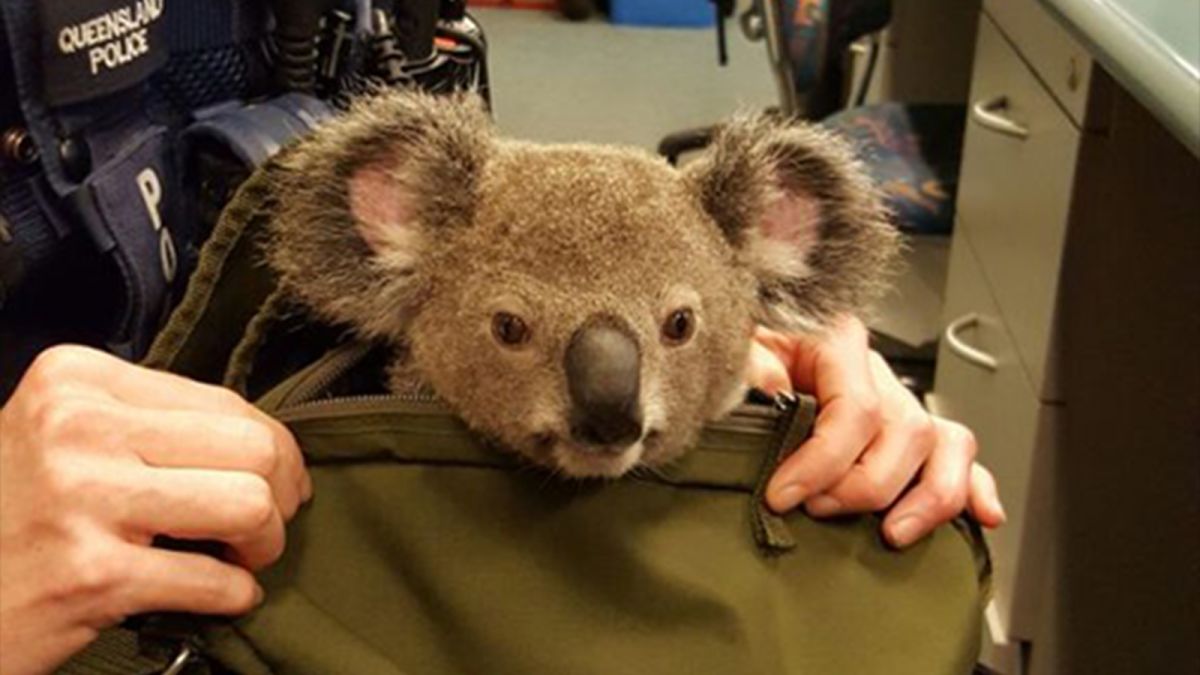 koala purse