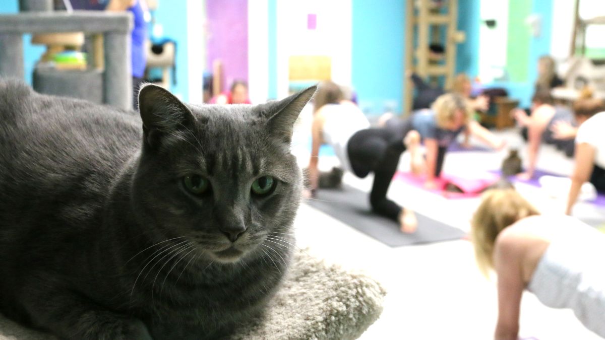 Cats & Mats Yoga