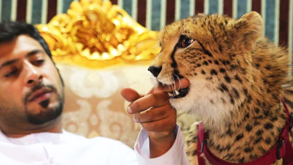 Cheetahs, tigers and lions banned as pets in the UAE | CNN