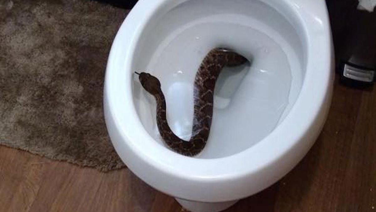 Surprise! Rattlesnake in a toilet