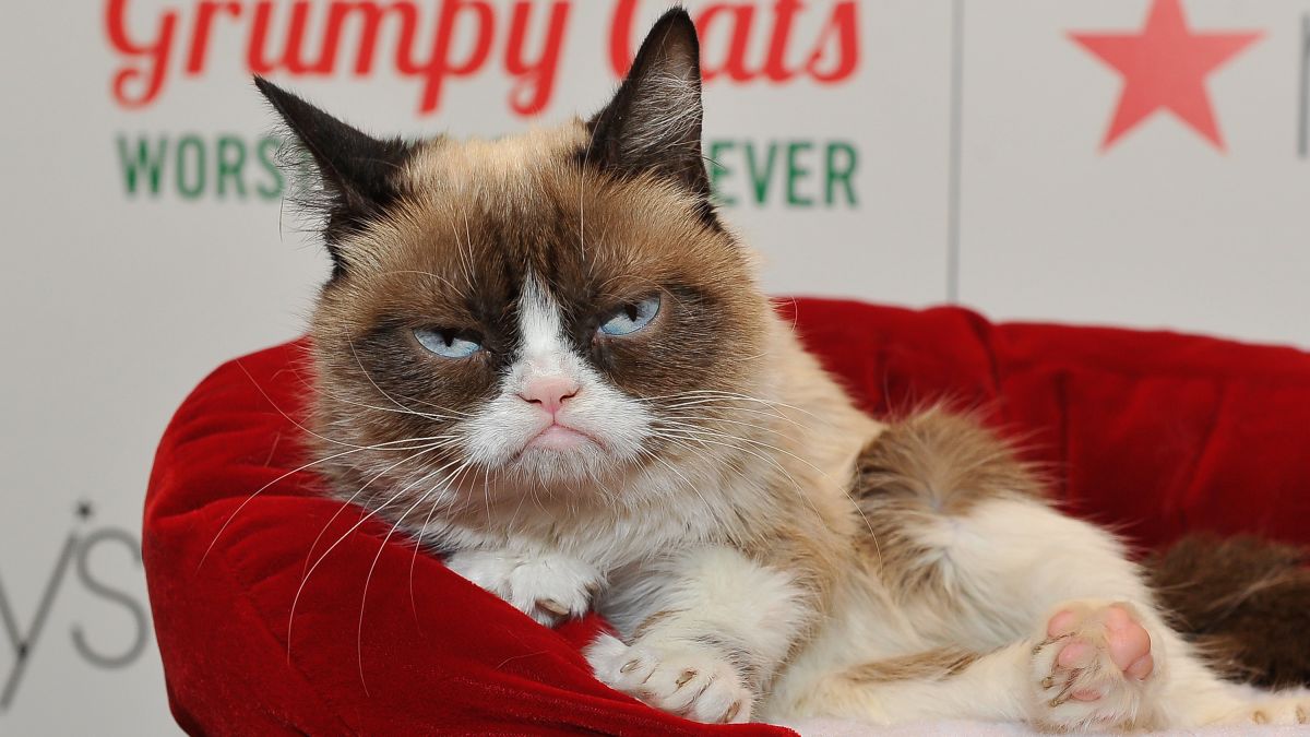 Grumpy Cat, the Arizona meme sensation, is dead at 7