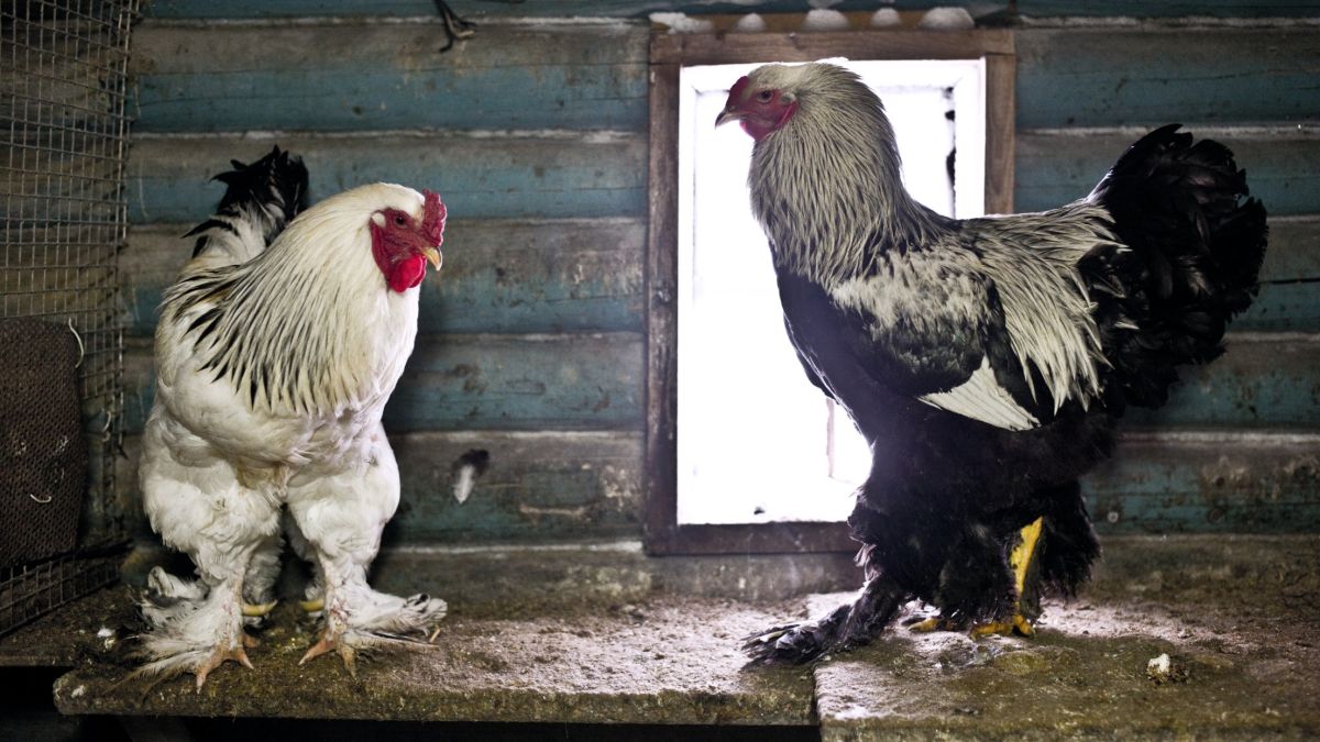 That big chicken video isn't fake, but it is terrifying