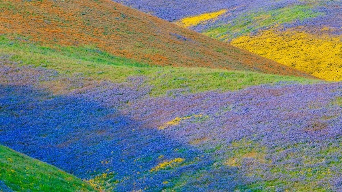 California wildflower erupt in super bloom